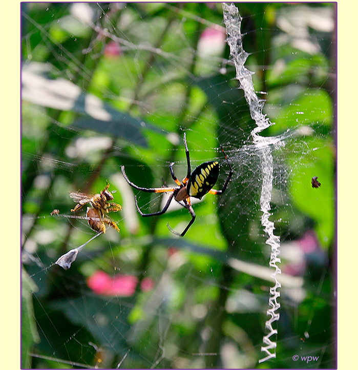 <Image by Wolf Peter Weber showing a Bee caught in the web of a Golden Garden Spider>