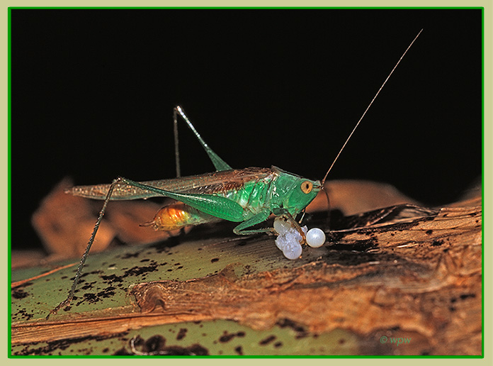 <Photograph by © Wolf Peter Weber of a Gladiator Meadow Katydid (Orchelimum gladiator) feasting on butterfly eggs.>