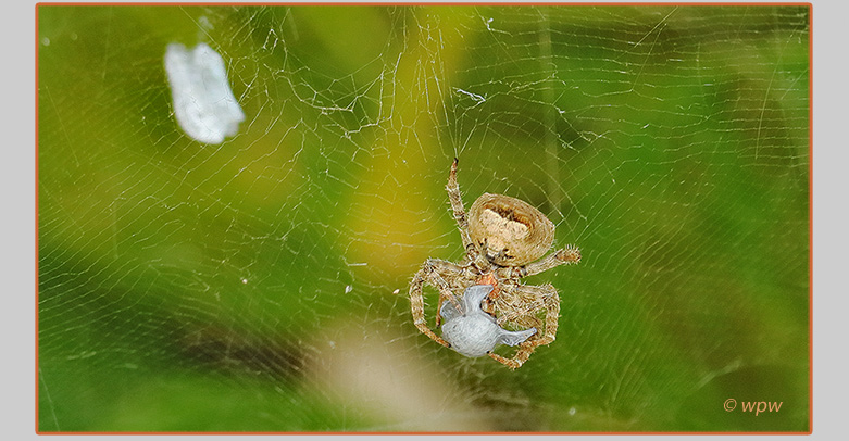 <Image by © Wolf P. Weber of a Tropical Tent-web Spider preparing a Sri Lankan weevil in a silk wrap>