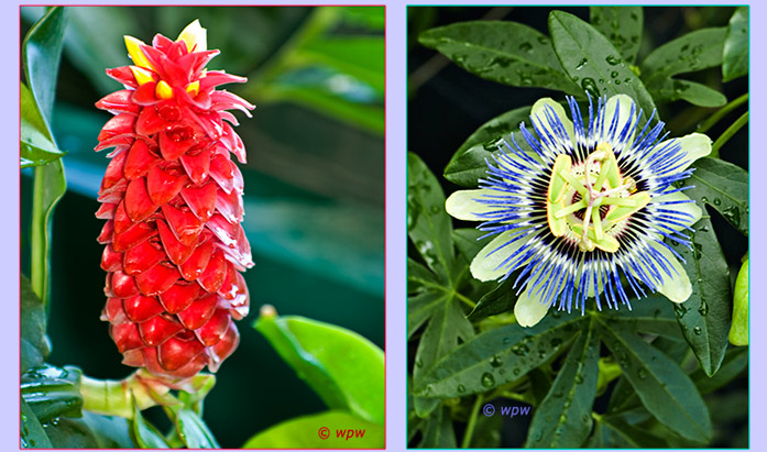 <Below left, a nice specimen of a Red Tower Ginger plant. Last, picture of a pastel Passion flower>