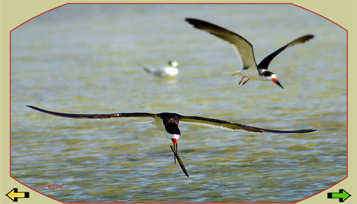 <Image by  Wolf P. Weber of a Black Skimmer in flight with a full size mangrove propagule in its beak>