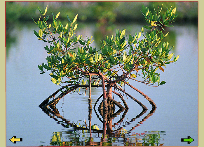 Mangroves-2_02.jpg