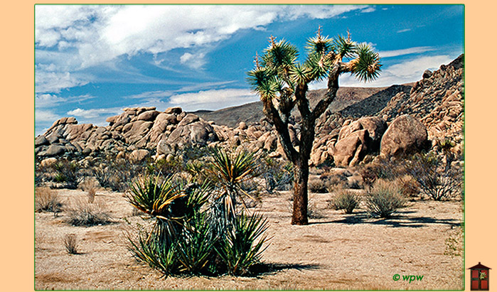 <Plastic looking Joshua tree in CA's Mojave Desert.>