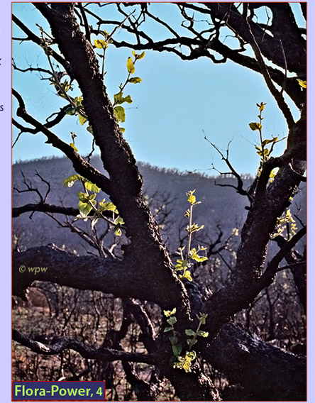 <Picture of tender green branches growing from calcinated Cork Oak tree>