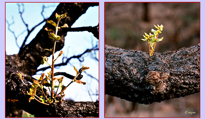 <Hope is Green - 2 more close up photos of tender green branches growing from calcinated Cork Oak trees>