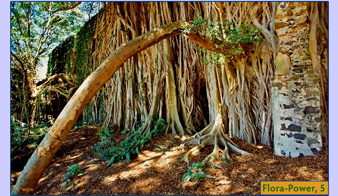 <Long wall of old Spreckels Sugar Mill on Maui covered by Strangler Fig tantacles>