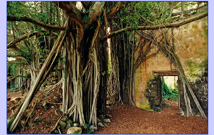 <Spooky image of Strangler Fig branches around wall of old Spreckels Sugar Mill>