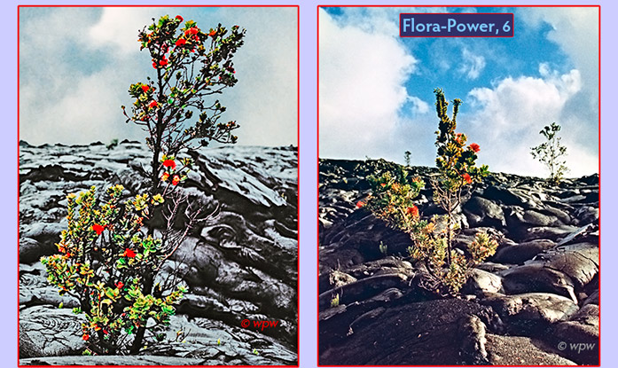 <2 photos of lehua plants in flower, growing from volcanic rock in Hawaii>