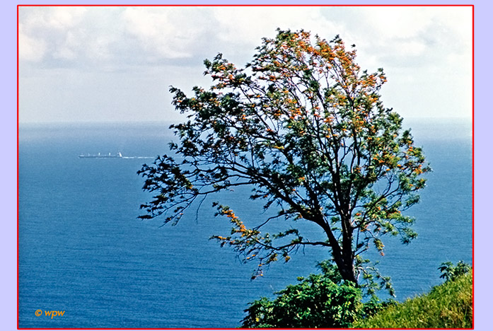 <Large yellow flowered Lehua tree by the Pacific ocean>