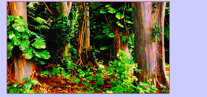 <photo of bottom of rainbow eucalyptus trees>