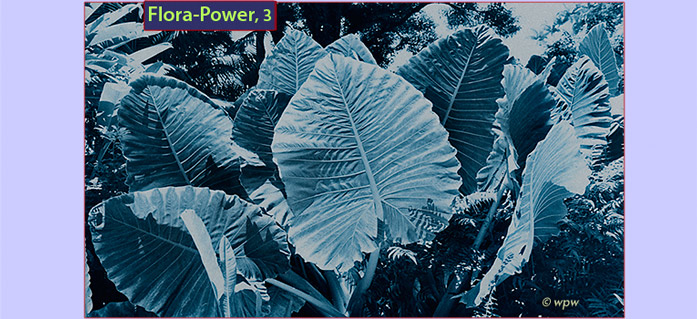 <photo of giant Alocasia leaves>
