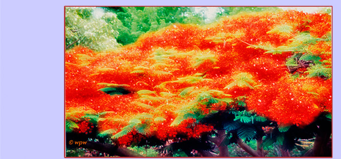 <Photo of Royal Poinciana tree in full bloom>
