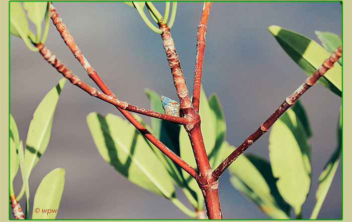 <Photo by Wolf P. Weber of a Red Mangrove Periwinkle snail on a Red Mangrove bush>