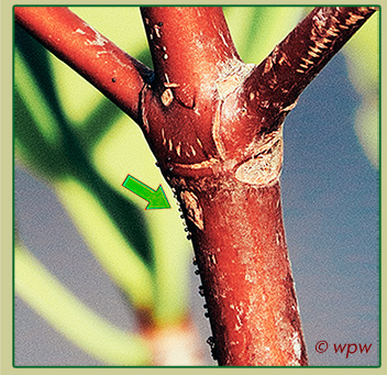 <Photo by Wolf P. Weber of a trek of baby Red Mangrove Periwinkle snails, down a Red Mangrove branch>