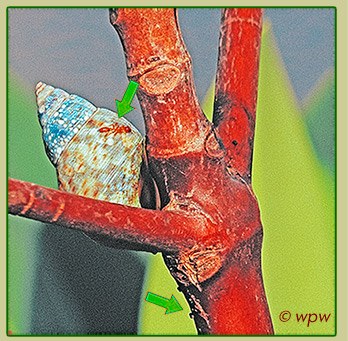 <Photo by Wolf P. Weber of a Red ant on the mantle of a Red Mangrove Periwinkle snail, in close up>