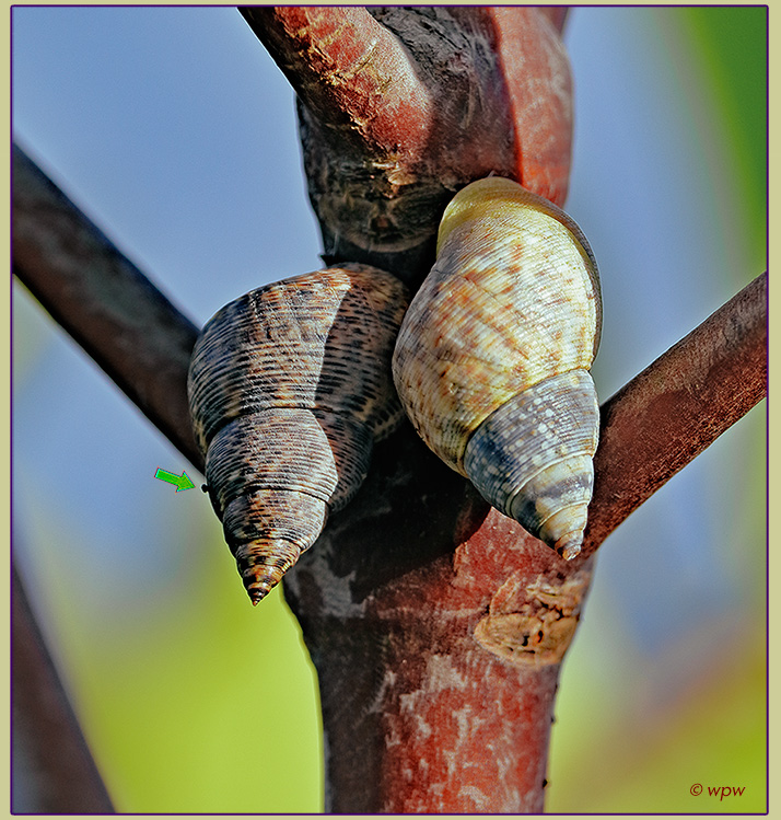 Photo by Wolf P. Weber of 2 handsome Mangrove Periwinkle snails on a red mangrove stem, one releasing tiny Periwinkles to be.