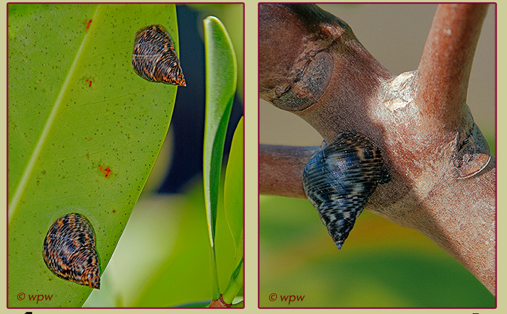 Left photo by Wolf P. Weber of 2 juvenile Mangrove Periwinkle snails under a red mangrove leaf scraping up some nutrition. Right picture shows a single Periwinkle critter feeding off mangrove bark 