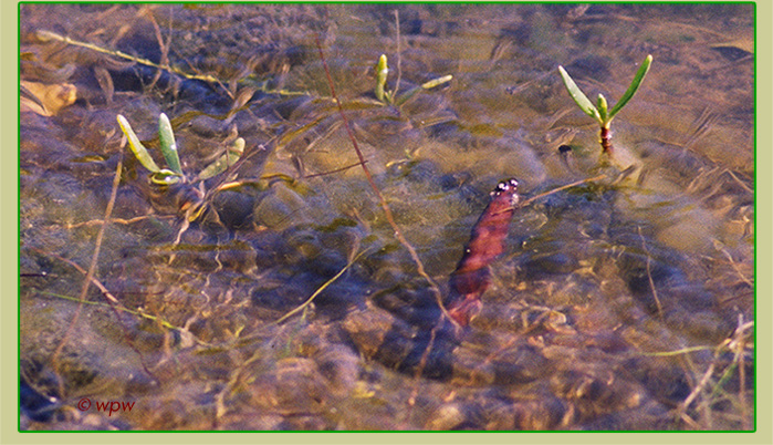 <Image by  Wolf P. Weber of several red mangrove propagules in mucky water along Florida's Southwest Coast during early stages of the plant's evolution>