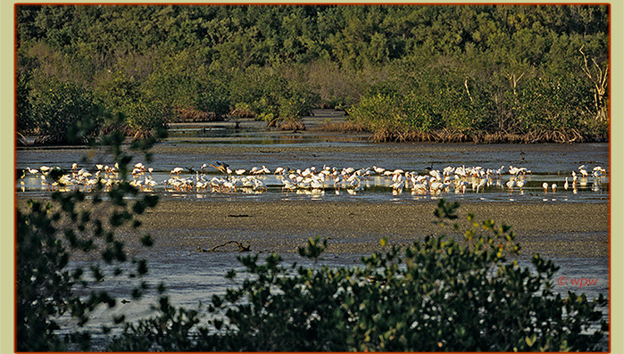 <Image at low tide of plenty waterfowl feeding around mangroves>