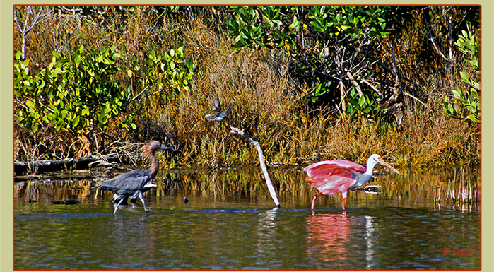 <Image by � Wolf P. Weber of a Reddish Egret chasing after a Roseate Spoonbill, both in breeding plumage.>