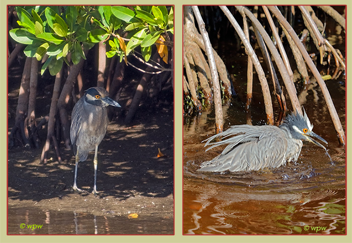 <2 Yellow crowned Night Herons looking for food in bright daylight.>