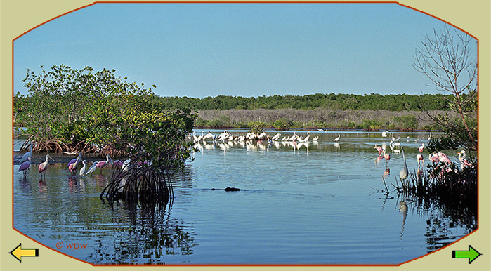 <Panorama photo by Wolf Peter Weber of a bay in S.W. Florida with mangroves and several species of wading birds being harassed by an Alligator>