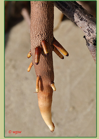 <Close-up image of a mangrove aerial root a foot or so above  ground and water, serving as air supplier.>