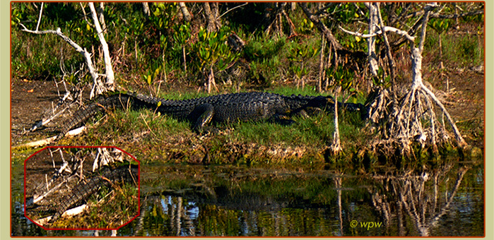 <Image by Wolf Peter Weber of a huge Alligator with a clearly visible split-tail, at rest in a Florida Gulf Coast mangrove environment, apparently digesting quite a meal.> width=