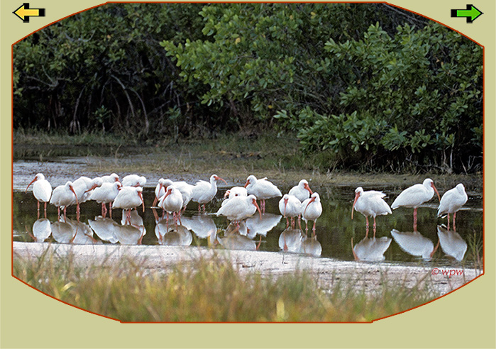 <A good 20 Ibis under some mangroves>