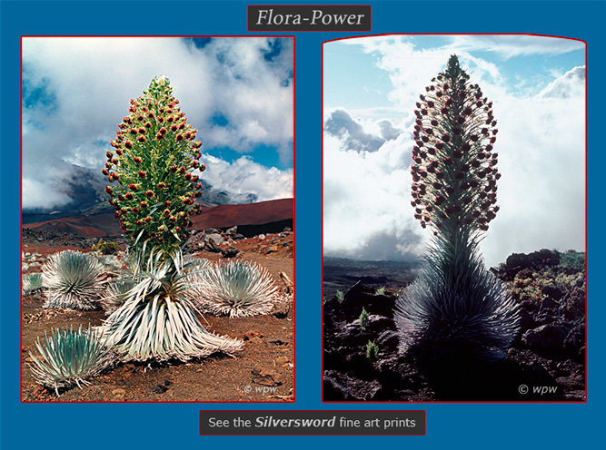 Images by Wolf Peter Weber of Haleakala Silverswords in full bloom. A rare flowering plant, called Ahinahina by the Hawaiians, unique to the Maui volcanic crater.