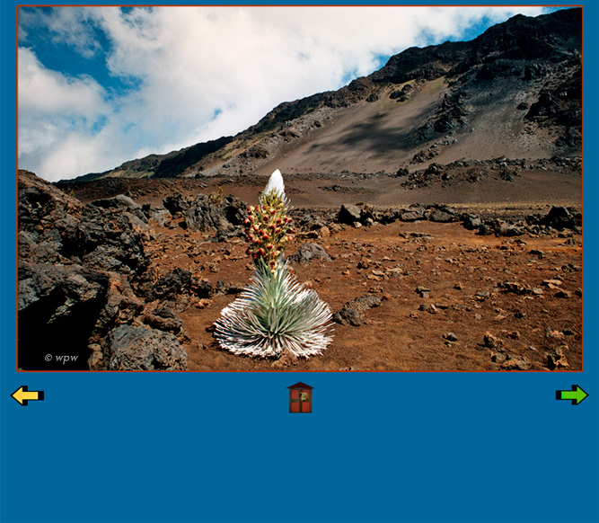 <Photo by Wolf Peter Weber of a single Silversword or Ahinahina a few days before full bloom, set to a stunning Maui Haleakala volcanic crater background.>