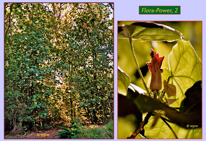 <Hibiscus Giffardianus trees and flower under leave canopy>