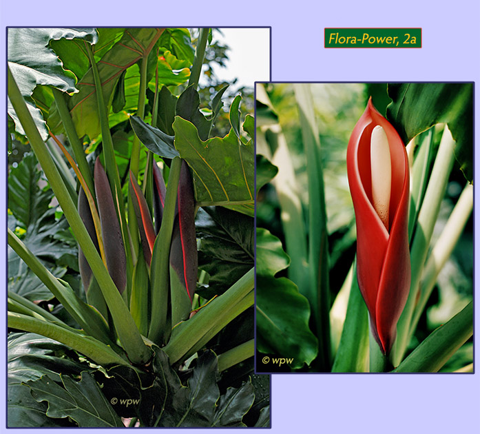 <Pictures of Philodendron eichleri by Wolf P. Weber>