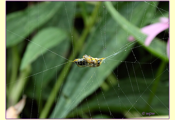 <Image by Wolf Peter Weber of a Bee cocooned in a spider's web>