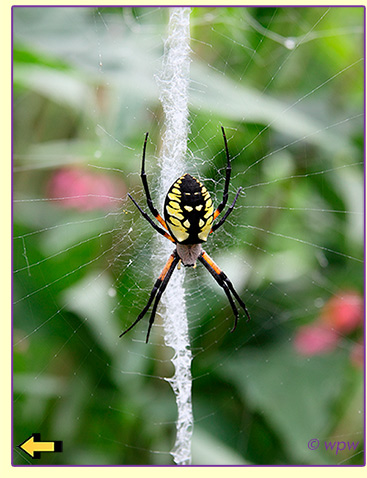 <Image by Wolf Peter Weber of a Golden Garden spider in the center of its web>