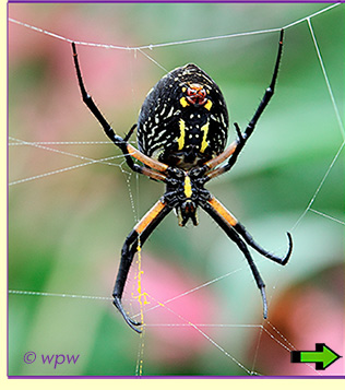 <Image by Wolf Peter Weber of a Golden Garden Spider's underbelly, showing the spinneretb>