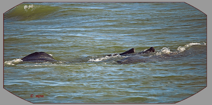 <Photo by Wolf P. Weber of 2 manatee calves hanging onto a larger mother cow in open water>