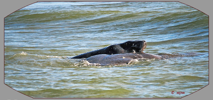 <Photo by Wolf P. Weber of a manatee calve piggy backing on a  mother cow in open water>