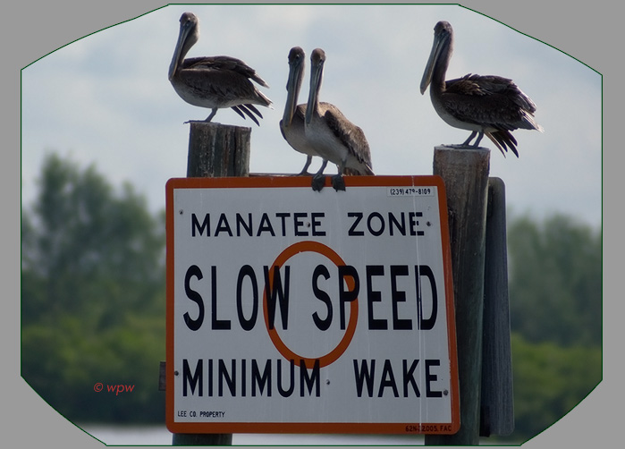 <Photo by Wolf P. Weber of pelicans perched on a speed warning sign in SW Floridar>
