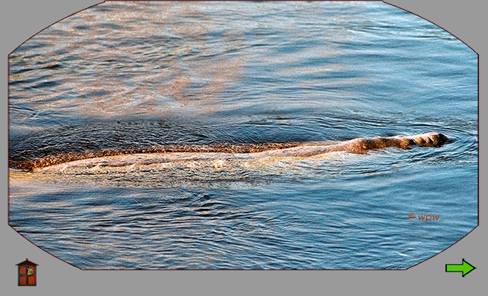 <Image by Wolf P. Weber of a badly injured manatee in SW Florida coastal waters