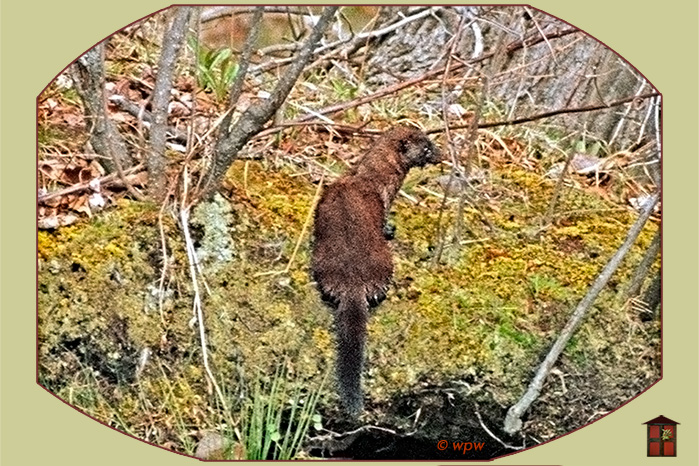 <Photograph by © Wolf Peter Weber of a Mink just out of the water>