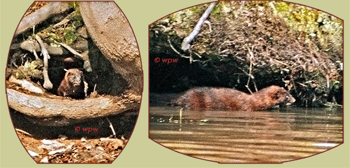 <2 photographs by © Wolf Peter Weber of a Mink leaving its den for the river>