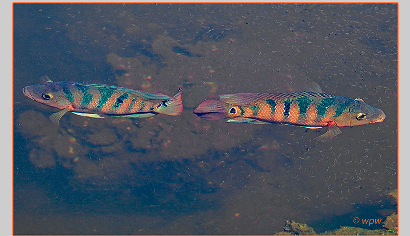 <Image by Wolf P. Weber of 2 colorful Mayan Ciclid fish feasting on Mullet spawn along the banks of the Caloosahatchee River Delta in FL’s Lee County.>