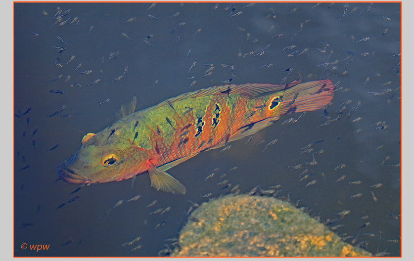 <Photo by Wolf P. Weber of a Mayan cichlid in a swarm of tiny fry>