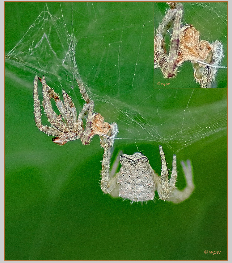 <Image by © Wolf P. Weber of 2 female Tropical Tent-Web Spiders (Cyrtophora citricola) in close touch, one holding what seem to be spider eggs>