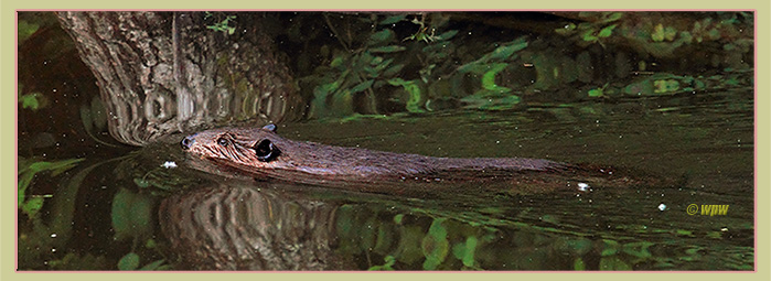 <Photograph by © Wolf Peter Weber of a Mink swimming on the surface of canal water>