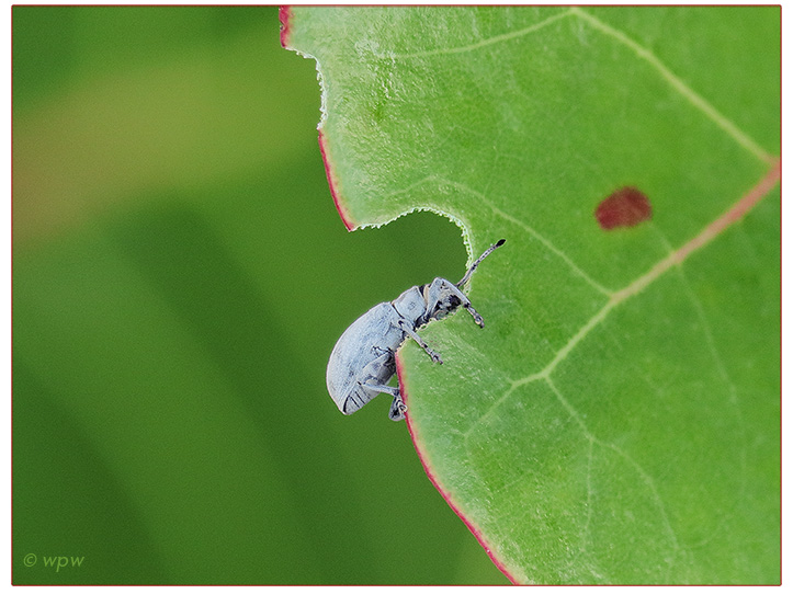 <Close-up image by  Wolf P. Weber of a less than 1 cm long Sri Lankan weevil carving into a sea grape leaf>